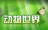 动物世界.jpg